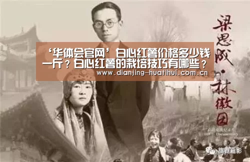 ‘华体会官网’白心红薯价格多少钱一斤?白心红薯的栽培技巧有哪些?(图3) 华体会官方网站入口