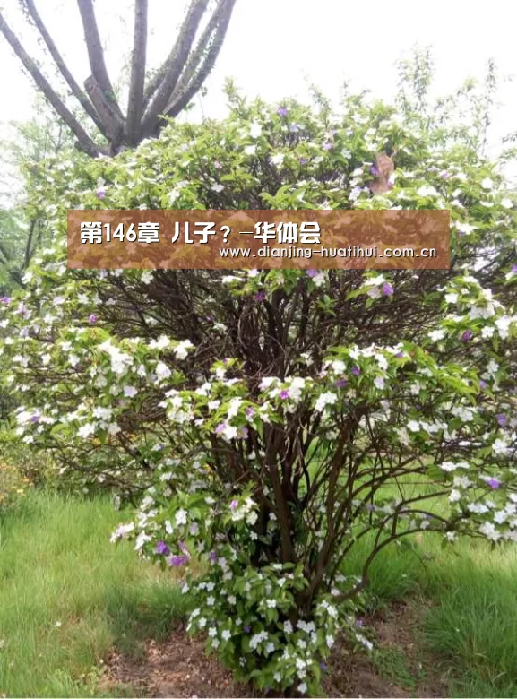 第146章 儿子?-华体会(图1) 华体会下载